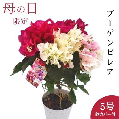 ふるさと納税 藤枝市 [母の日に!]ブーゲンビリア 鉢植え あんどん仕立て チョコレートパフェ 5号
