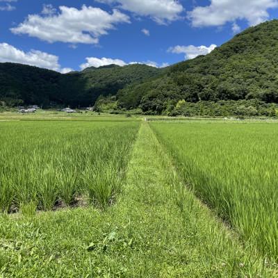 ふるさと納税 丹波篠山市 丹波篠山産コシヒカリ でかんしょ米5kg×4の画像