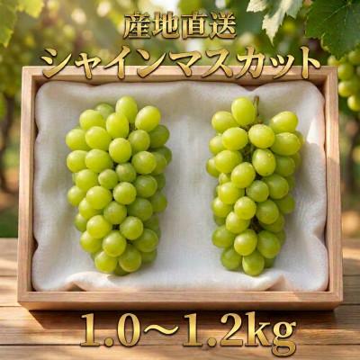 ふるさと納税 青木村 長野県青木村産シャインマスカット(約1.0〜1.2kg)