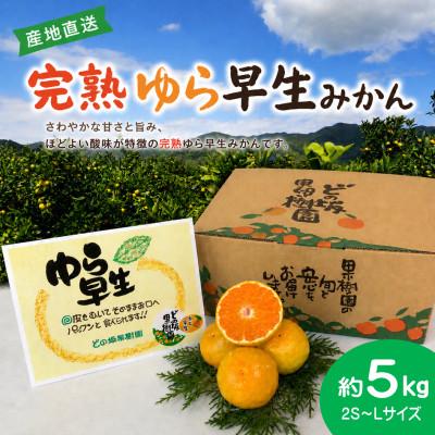 ふるさと納税 日高川町 樹上完熟!濃厚な甘みの完熟ゆら早生みかん5kg(2S〜Lサイズ)/和歌山県日高川町産