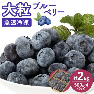 ふるさと納税 佐倉市 【大粒】冷凍 ブルーベリー 2kg (500g×4パック) | 
