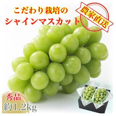 ふるさと納税 岡山市 [2026年9月より順次発送]平均糖度20度 シャインマスカット 贈答ランク 約1.2kg