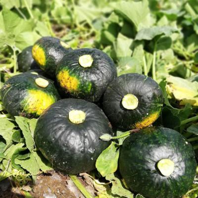 ふるさと納税 富良野市 北海道 富良野市産 かぼちゃ「ブラックのジョー」5kg【2027年10月上旬より発送】 |  | 01