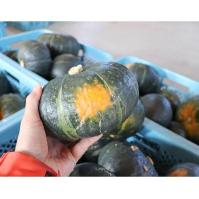 ふるさと納税 富良野市 北海道 富良野市産 かぼちゃ「ブラックのジョー」5kg【2027年10月上旬より発送】 |  | 02