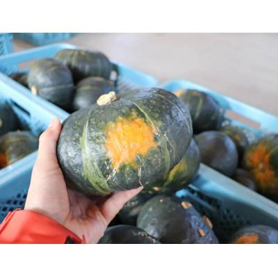 ふるさと納税 富良野市 北海道 富良野市産 かぼちゃ「ブラックのジョー」 10kg【2027年10月上旬より発送】 |  | 01