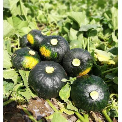 ふるさと納税 富良野市 北海道 富良野市産 かぼちゃ「ブラックのジョー」 10kg【2027年10月上旬より発送】 |  | 02