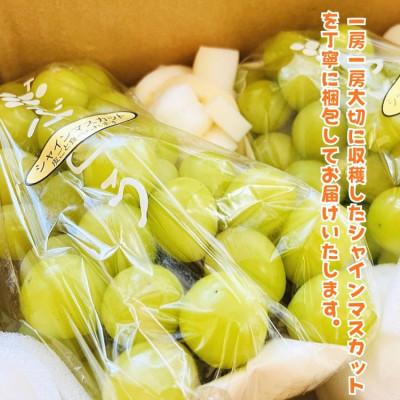 ふるさと納税 有田川町 【先行受付・2026年発送】農園直送 朝採れ シャインマスカット 約4kgの画像