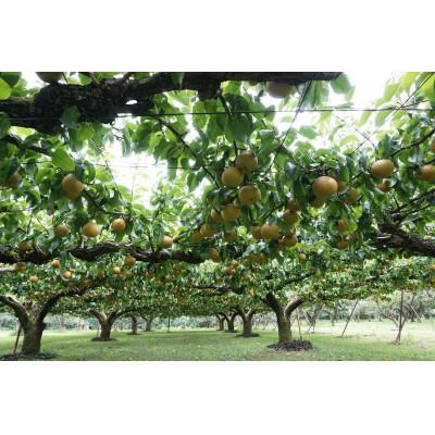 ふるさと納税 高森町 2027年発送【南信州産】 幸水　約5kg　秀品 <8月中旬~順次発送> |  | 01