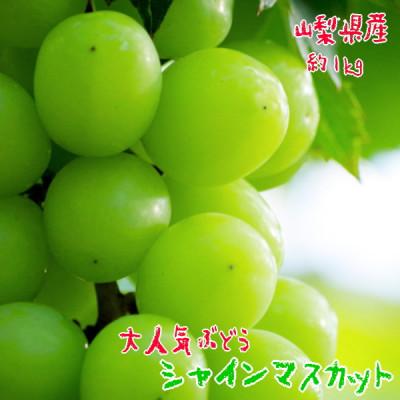 ふるさと納税 笛吹市 ≪2026年 先行受付≫農園直送 朝採り シャインマスカット 約1kg(1〜2房)