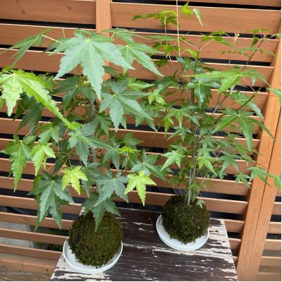 ふるさと納税 豊後大野市 苔玉(もみじ) 2個セット