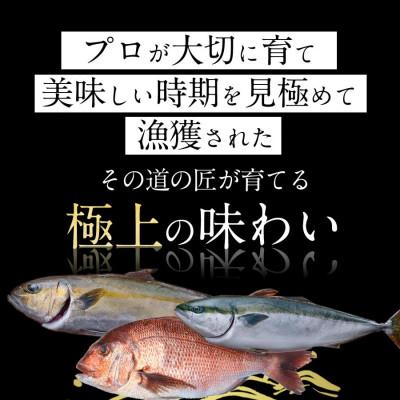 ふるさと納税 延岡市 鰤屋金太郎【冷凍】ぶりたいかんぱちスキンレスロイン各種300g 計900g　B349-2 |  | 02