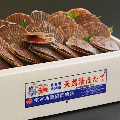 ふるさと納税 稚内市 宗谷漁協発!産地直送!活ほたて約3kg(13〜15枚入)刺身 海鮮 |  | 02