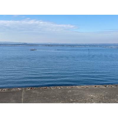 ふるさと納税 西尾市 愛知の海が育ててくれた　はねだし焼きのり　100枚・M067-19 |  | 03