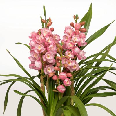 ふるさと納税 美馬市 洋蘭 おまかせシンビジウム鉢物3本立