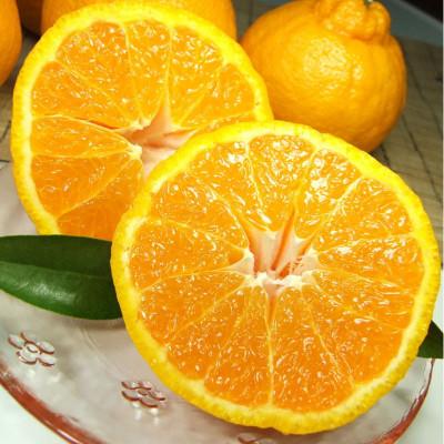 ふるさと納税 美浜町 「デコ」不知火[約4.5kg]湯浅町田村産 春みかん(果実サイズおまかせ)