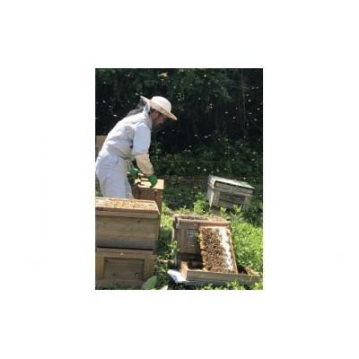 ふるさと納税 恵那市 恵那蜂蜜6本セット(蓮華蜂蜜300g2本、百花蜂蜜300g・500g各1本、栗蜂蜜500g2本)の画像