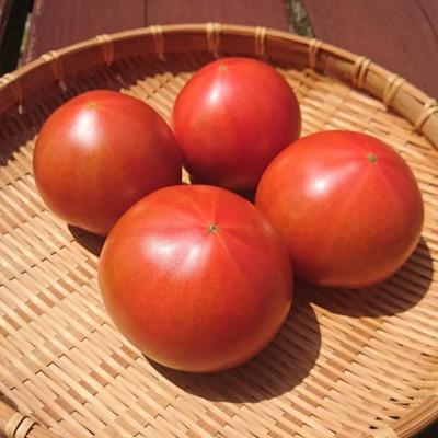 ふるさと納税 田原市 ウエタトマト 4kg箱
