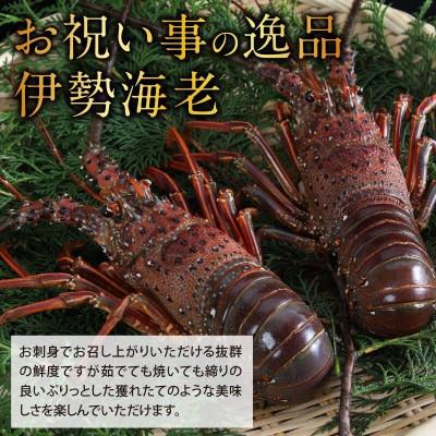 ふるさと納税 須崎市 【 数量限定 】 訳あり 冷凍 伊勢海老 1〜2匹 (400g〜500g) |  | 01