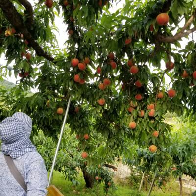 ふるさと納税 紀の川市 和歌山県産桃 約1.8kg 8〜9玉入り 品種おまかせの画像
