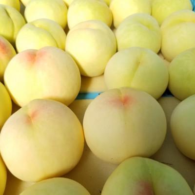ふるさと納税 紀の川市 和歌山県産桃 約1.8kg 8〜9玉入り 品種おまかせの画像