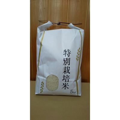 ふるさと納税 上越市 特別栽培米コシヒカリ(白米)5kg×1袋