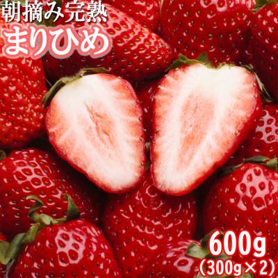 ふるさと納税 広川町 <1月より発送>朝摘み完熟まりひめ約600g(300g前後×2トレイ)[和歌山ブランド苺まりひめ]