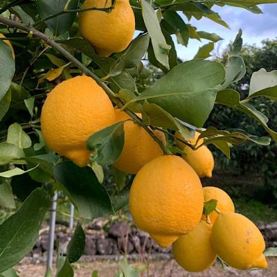 ふるさと納税 印南町 和歌山県産 レモン 約1kg サイズ混合