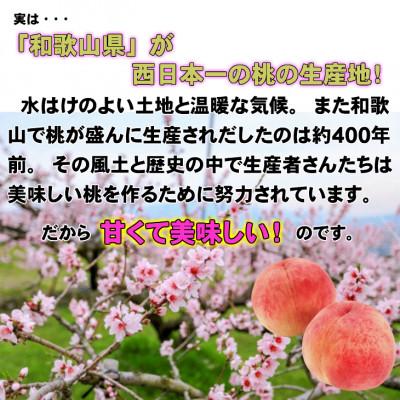ふるさと納税 那智勝浦町 【秀品】ギフト、贈答品にも!和歌山ブランド白桃約2kgの画像