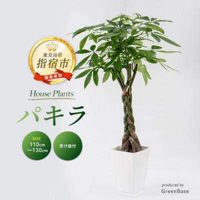 ふるさと納税 指宿市 [観葉植物]パキラ110cm〜130cm(025-1444)