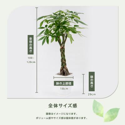 ふるさと納税 指宿市 【観葉植物】パキラ100cm〜120cm(IB003-002)_2