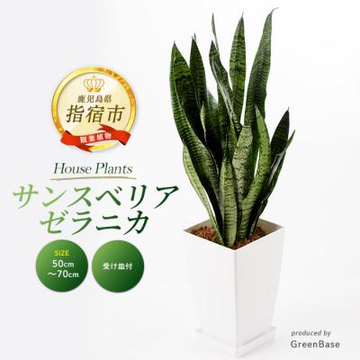 ふるさと納税 指宿市 [観葉植物]サンスベリア・ゼラニカ50cm〜70cm(014-1408)