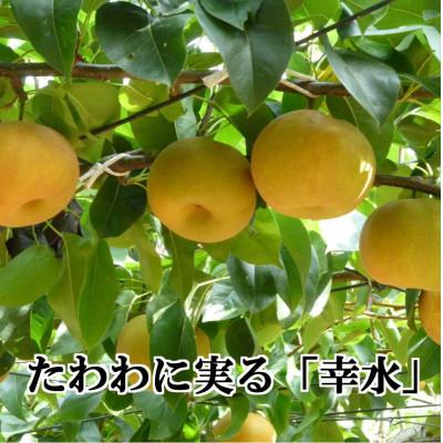 ふるさと納税 八幡浜市 【2027年発送】八幡浜の梨、果汁たっぷり!!「幸水」約4キロ【D39-40】 |  | 02