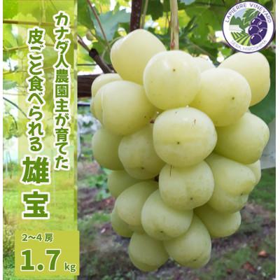 ふるさと納税 世羅町 [カナダ人農園主の真心を込めた]皮ごと食べられる雄宝 約1.7kg(数量限定)