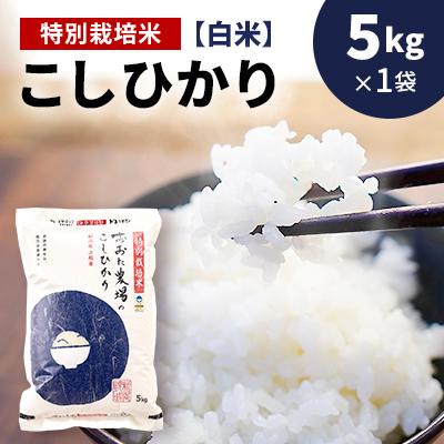 ふるさと納税 上越市 [令和7年産 2025年10月より順次発送]新潟県上越産 特別栽培米コシヒカリ[白米]5kg×1袋