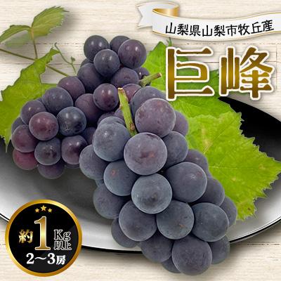 ふるさと納税 山梨市 2026年発送 山梨県山梨市牧丘産 巨峰 約1.0Kg以上 2〜3房 | 