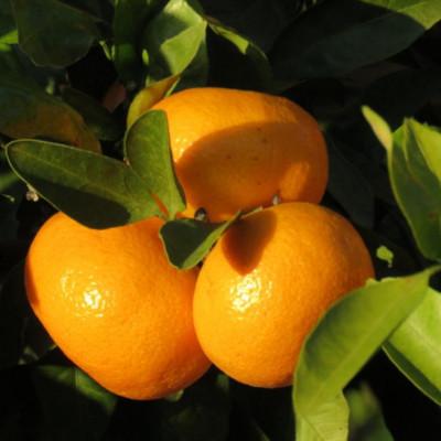 ふるさと納税 新宮市 [訳あり]和歌山有田みかん約10kg(S〜Lサイズいずれかお届け)(新宮市) |  | 02