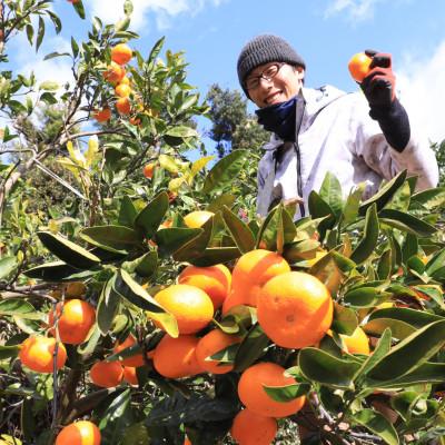 ふるさと納税 有田市 伊藤農園100%ピュアジュース　はっさく大瓶(750ml×5本) |  | 01