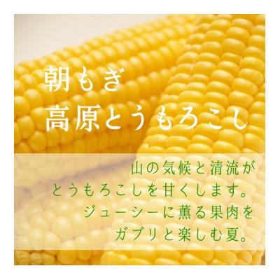 ふるさと納税 売木村 [朝もぎ高原とうもろこし]6本・約2.5kg 南信州 売木村産 甘味抜群の特産品!