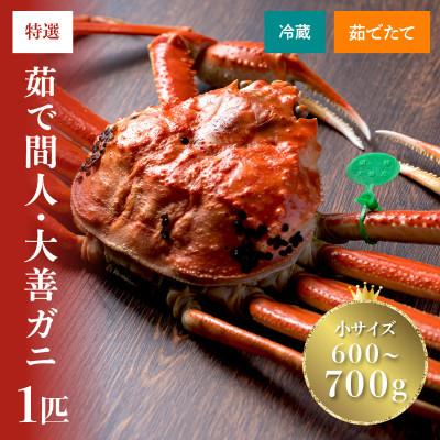 ふるさと納税 京丹後市 蟹の匠 魚政の京丹後市産 未冷凍 茹で間人ガニ大善ガニ 特選 小サイズ 1匹(11月〜12月発送)