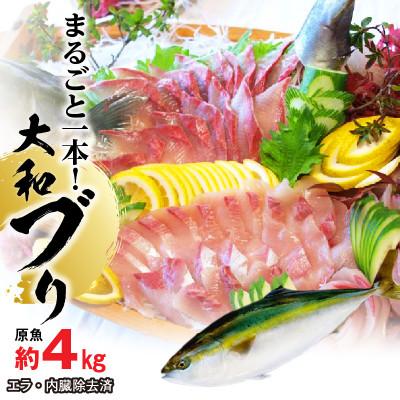 ふるさと納税 延岡市 まるごと一本!大和ブリ |  | 01
