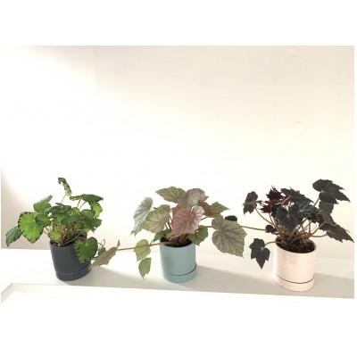 ふるさと納税 府中市 花咲く観葉ベゴニア 3株セット