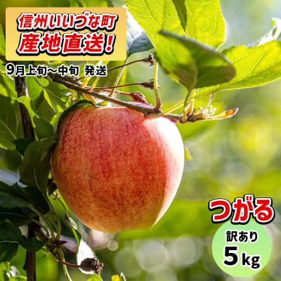 ふるさと納税 飯綱町 [訳あり] りんご つがる 2026年9月上旬~9月中旬 5kg