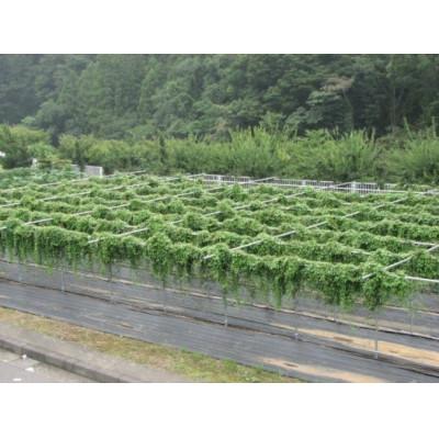 ふるさと納税 清川村 清川村特産　きよかわ自然薯800(約800g)本数おまかせ |  | 01