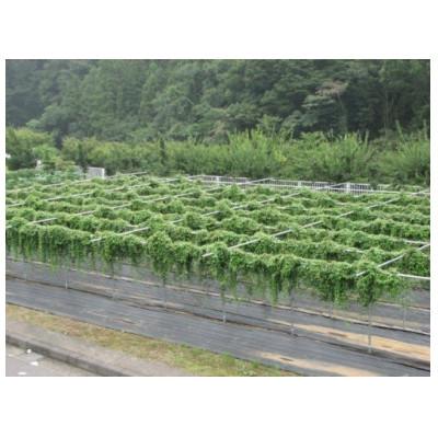 ふるさと納税 清川村 清川村特産　きよかわ自然薯1200(約1.2kg)本数おまかせ |  | 01