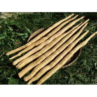 ふるさと納税 清川村 清川村特産　きよかわ自然薯2000(約2kg)本数おまかせ |  | 02