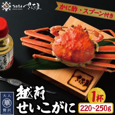 ふるさと納税 越前町 浜茹で越前せいこがに約220〜250g1杯 かに酢&amp;かにスプーン付き