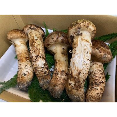 ふるさと納税 高野町 【先行受付】【和歌山県高野町産】松茸 約500g　　2026年9月以降に出荷 |  | 01