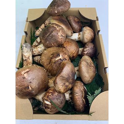 ふるさと納税 高野町 【先行受付】【和歌山県高野町産】松茸 約500g