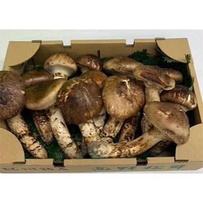ふるさと納税 高野町 【先行受付】【和歌山県高野町産】松茸 約500g　　2026年9月以降に出荷 |  | 01