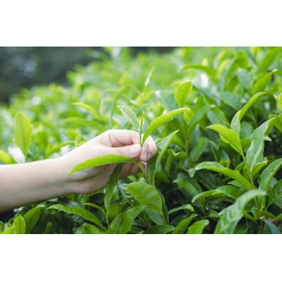 ふるさと納税 雲南市 和紅茶ほうじ茶セット |  | 03